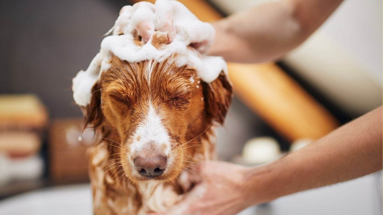 köpek yıkanıyor