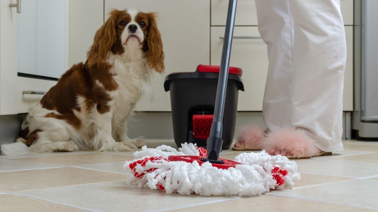 köpeğin yaşadığı evde temizlik yapılıyor