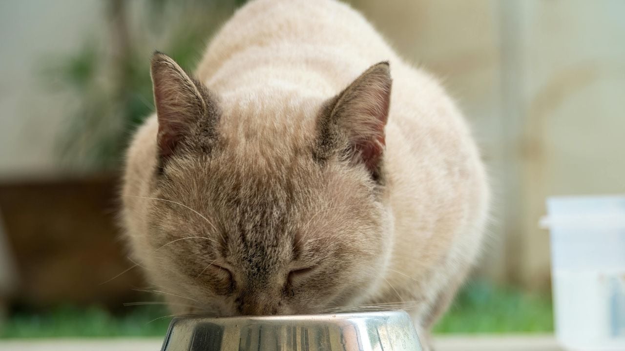 kedi bir şeyler yiyor