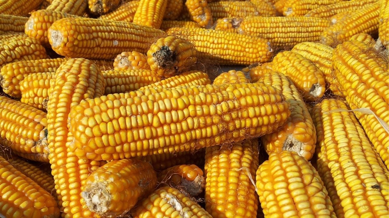 mısırlar haşlanmış