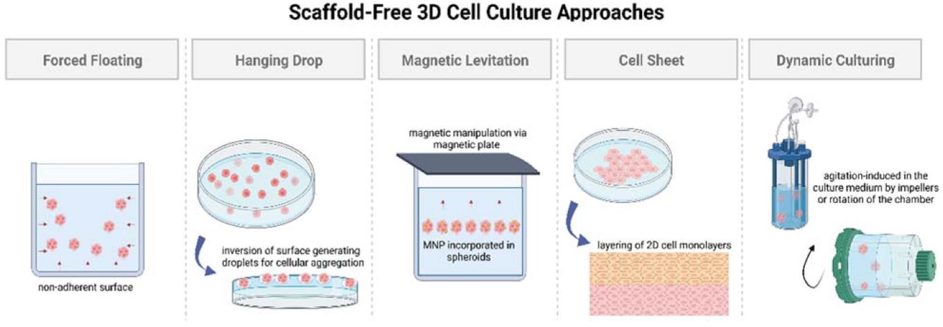 Acoustic Bioprinting: The Future of Scaffold-Free Tissue Engineering