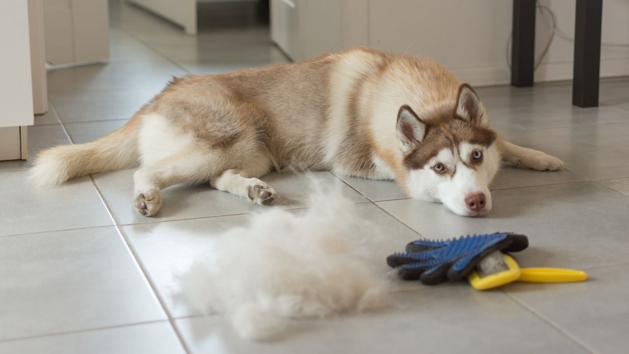 tüy döken husky