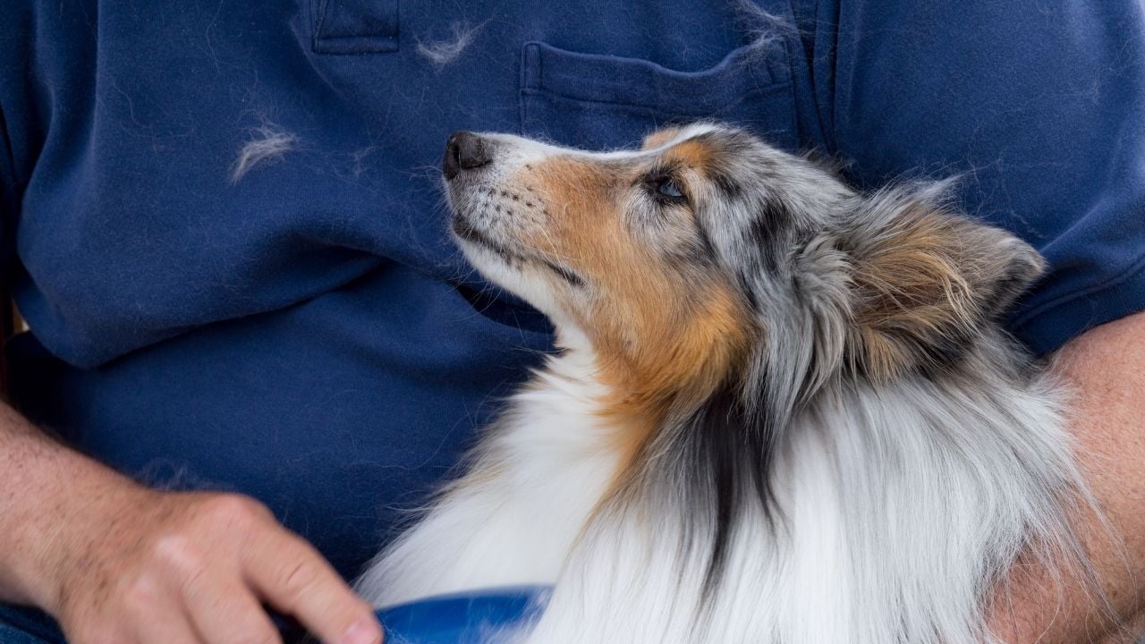 tüyleri taranan border collie