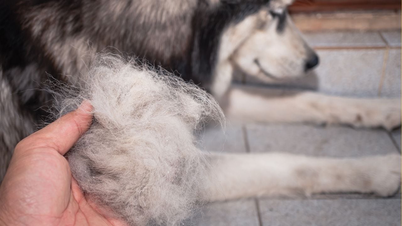 köpek ve köpeğin dökülen tüyleri