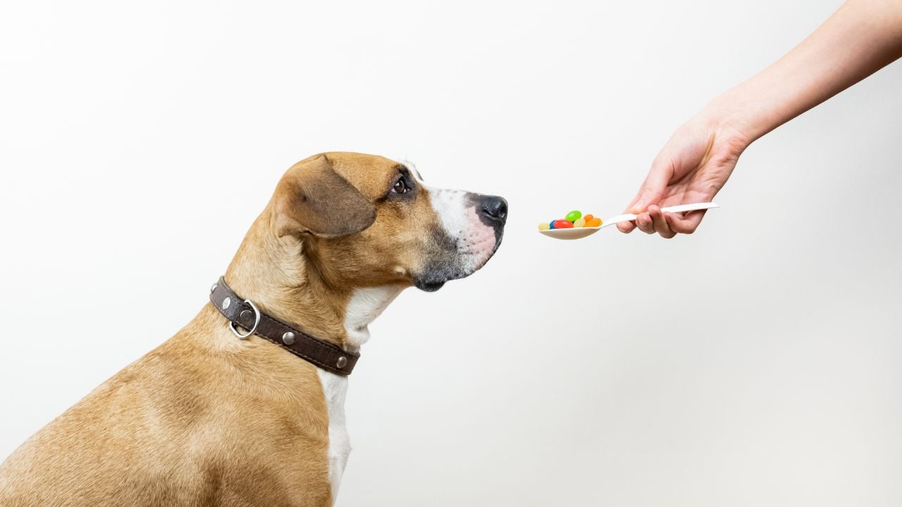 köpek ve vitaminler