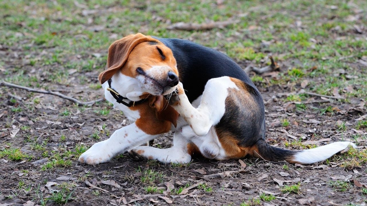 kaşınan bir beagle köpek