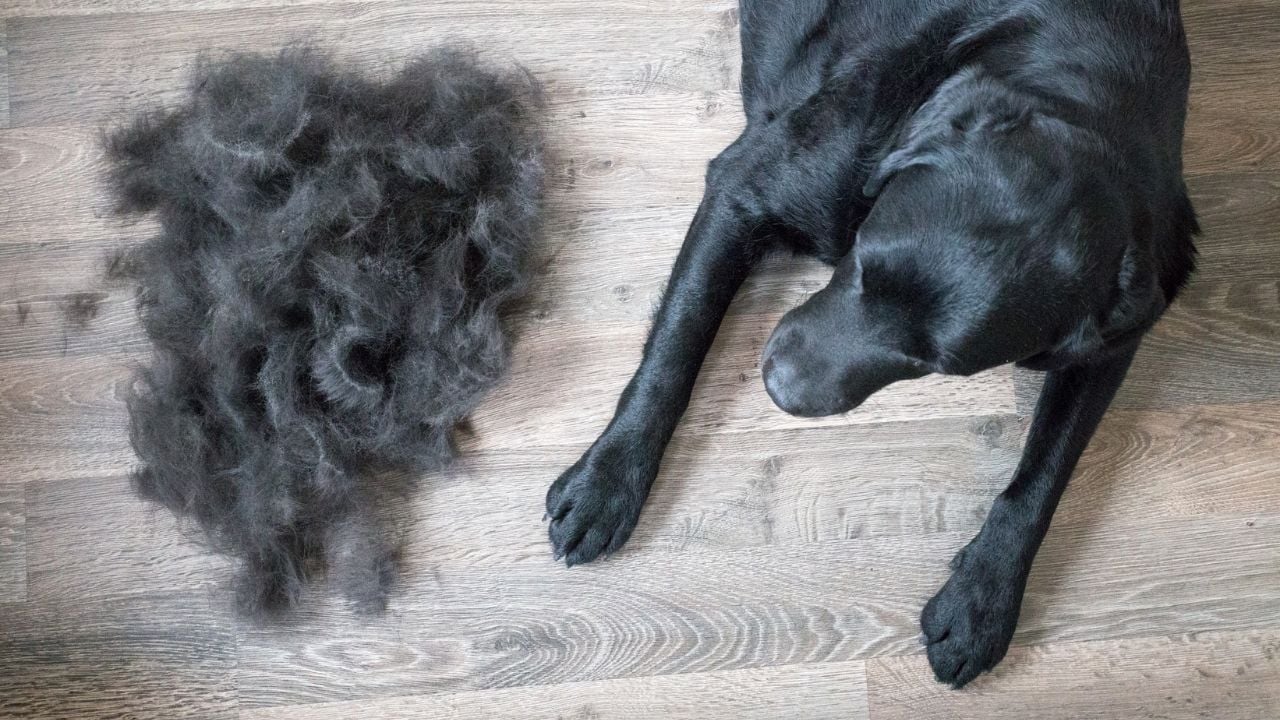 siyah bir köpek ve tüyleri dökülmüş