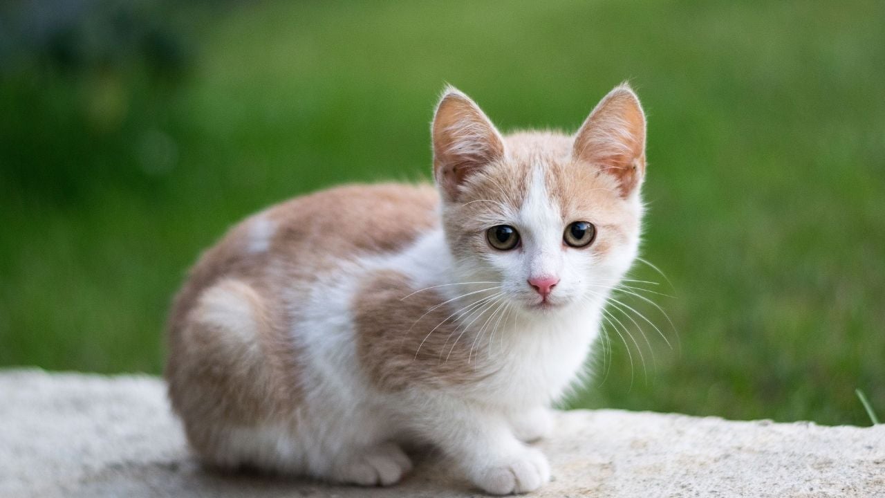 sarı beyaz bir yavru kedi