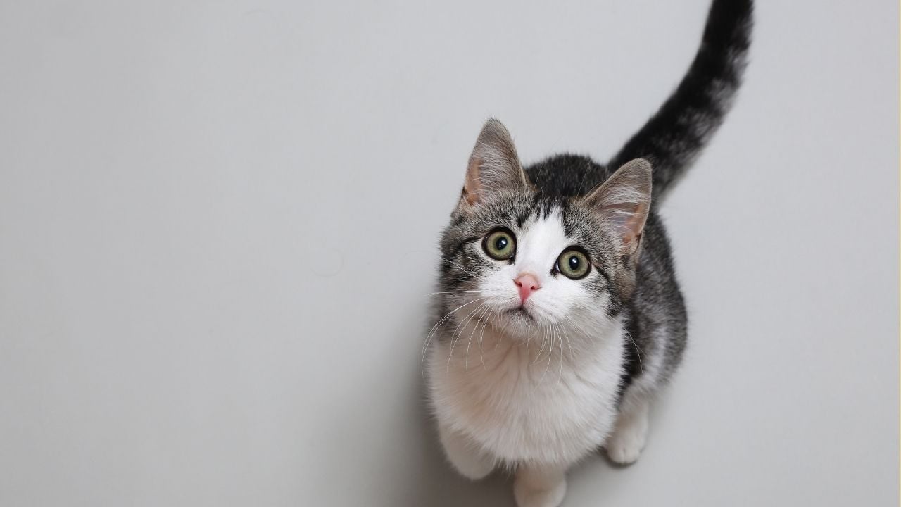 yeşil gözlü tekir kedi