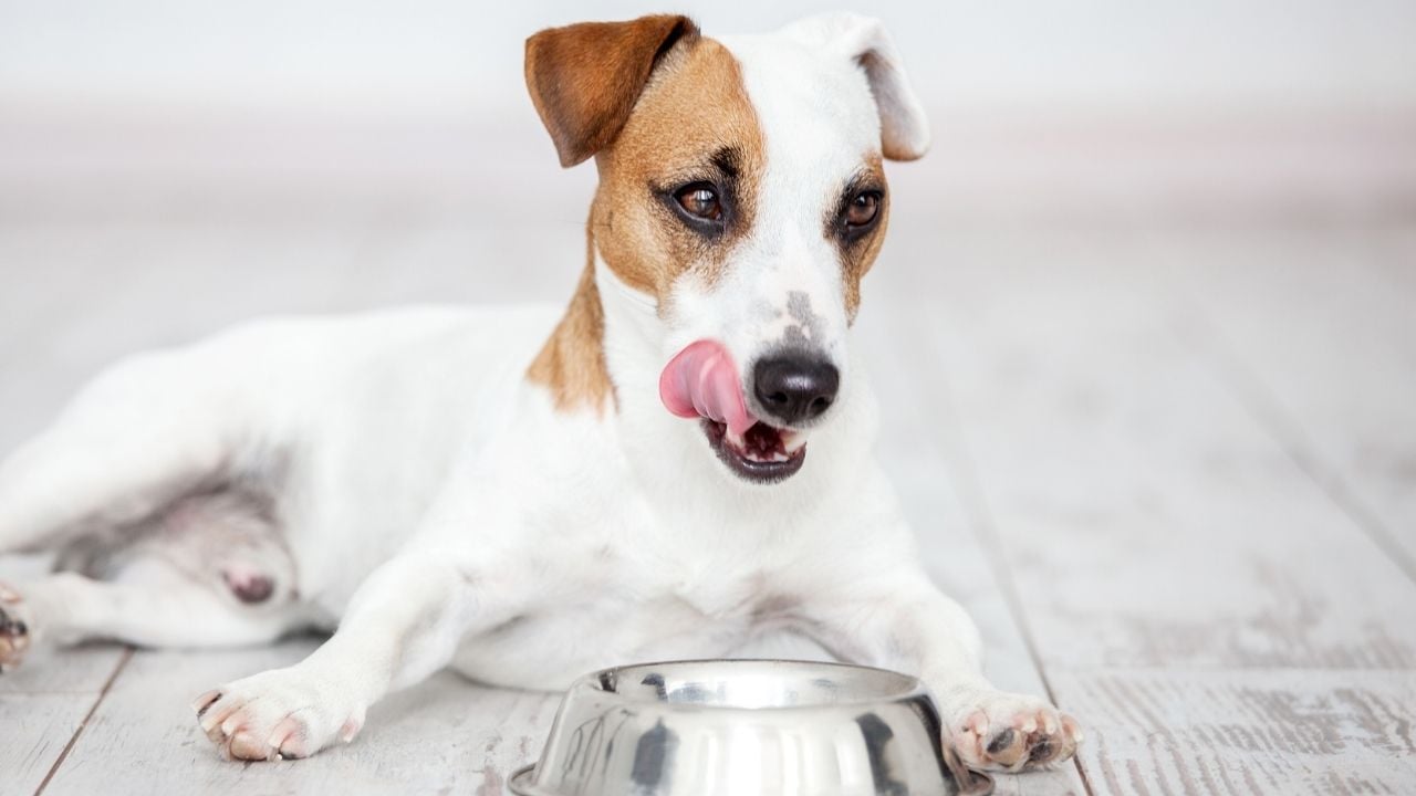köpek yalanıyor