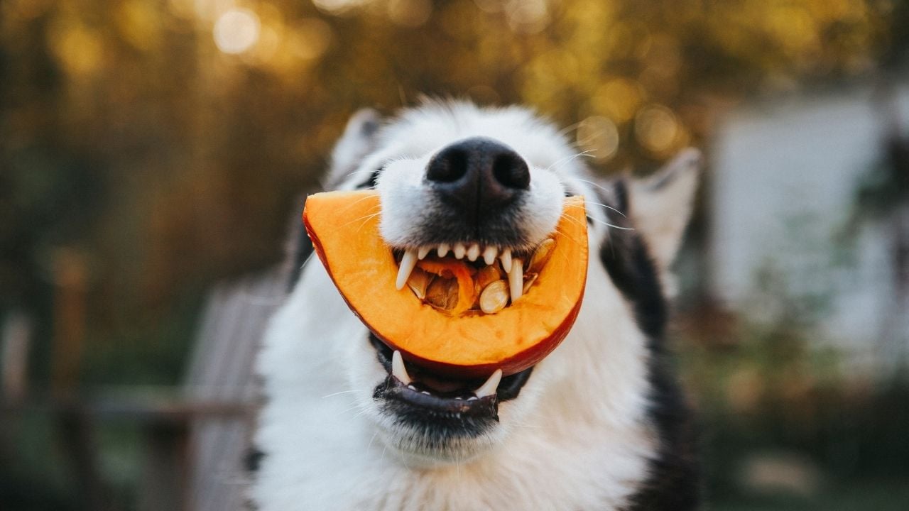 köpek kavun yiyor