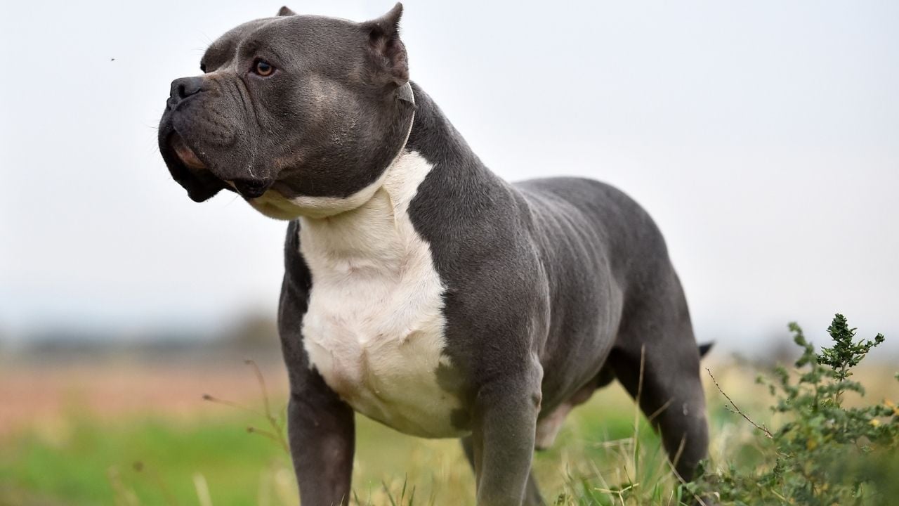 kaslı köpek cinslerinden Amerikan Bully
