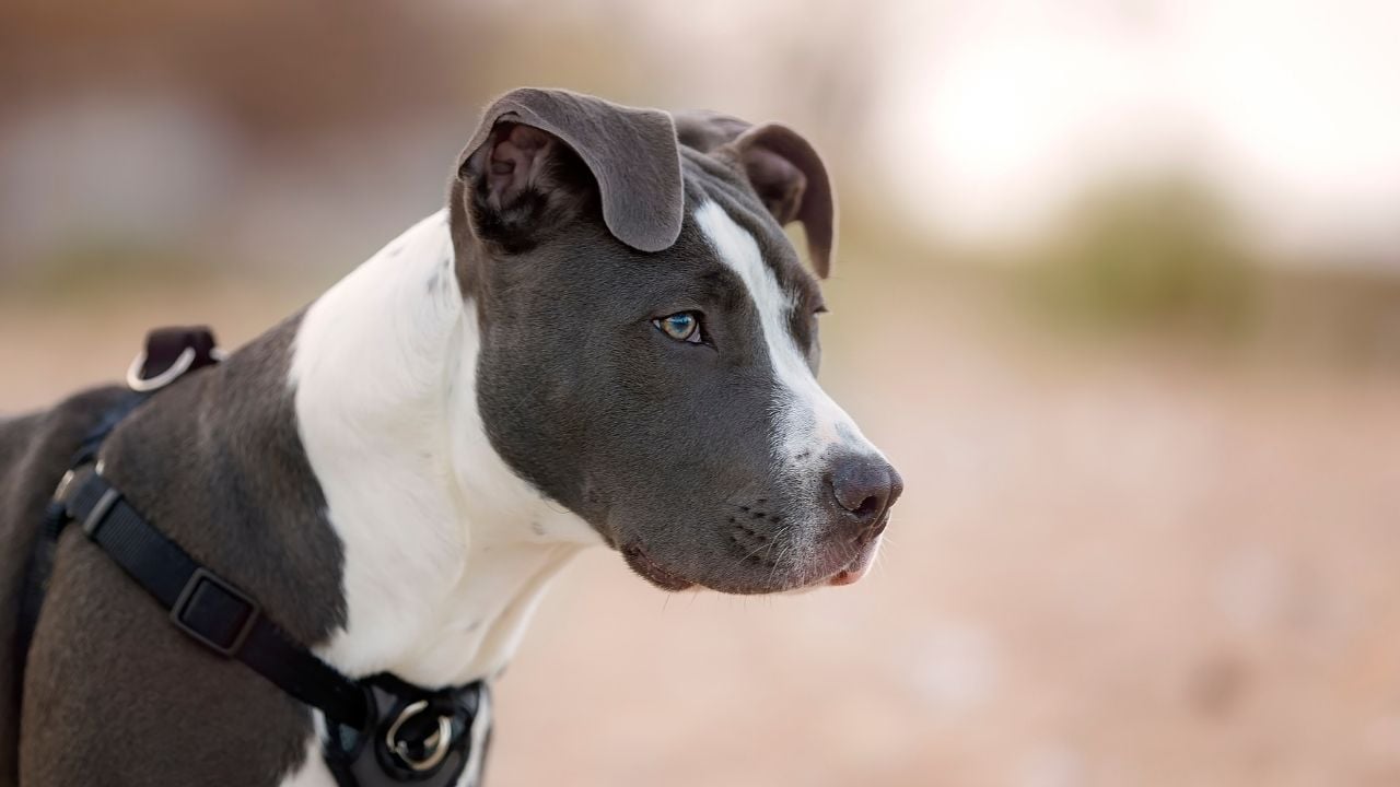 kaslı köpek cinslerinden pitbull