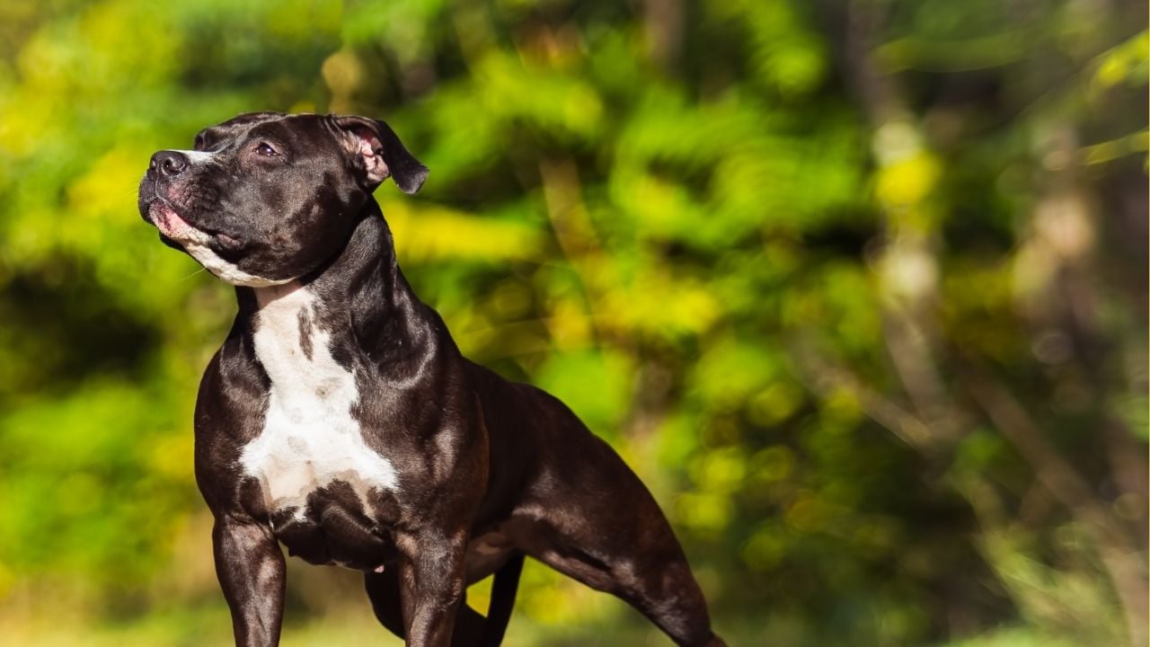 Amerikan Staffordshire Terrier