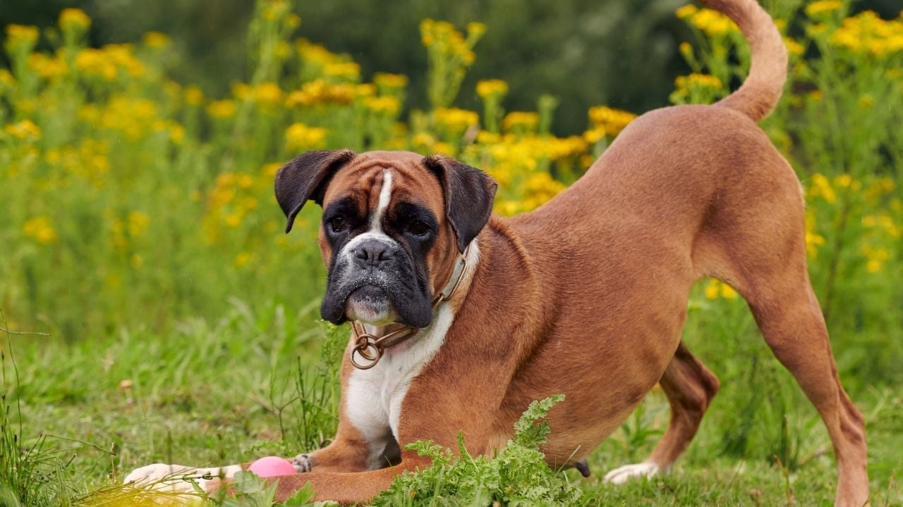 kaslı köpek cinslerinden boxer