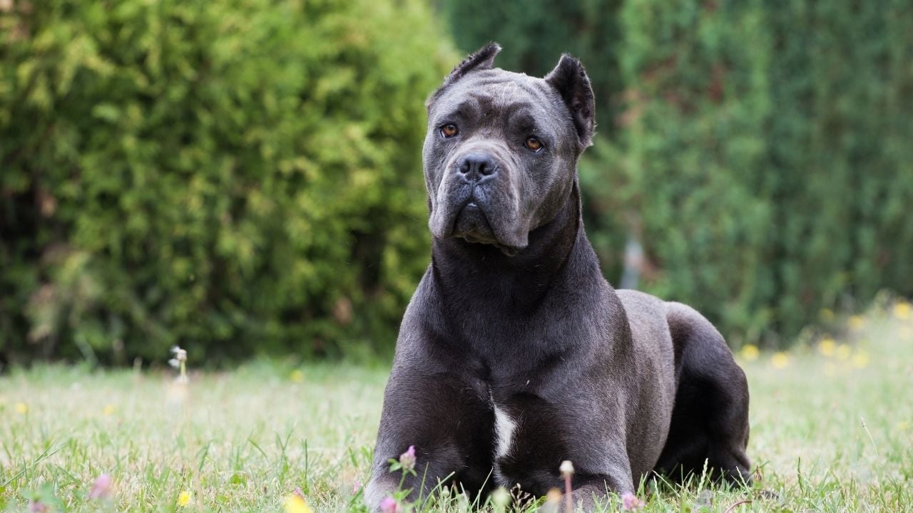 kaslı köpek cinslerinden cane corso