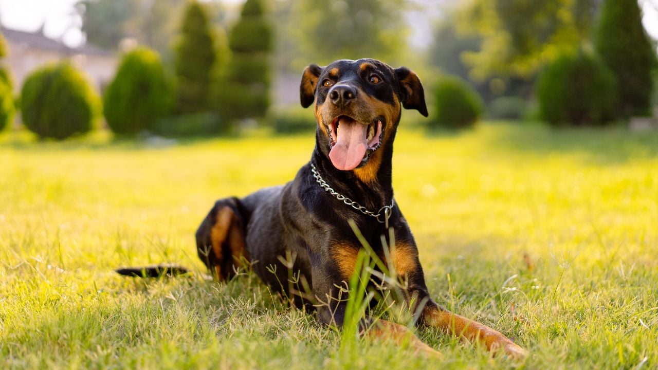 kaslı köpek cinslerinden doberman