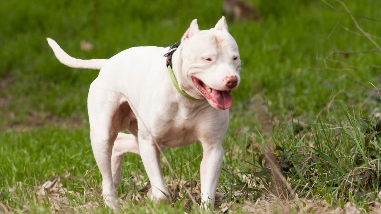 kaslı köpek cinslerinden dogo argentino