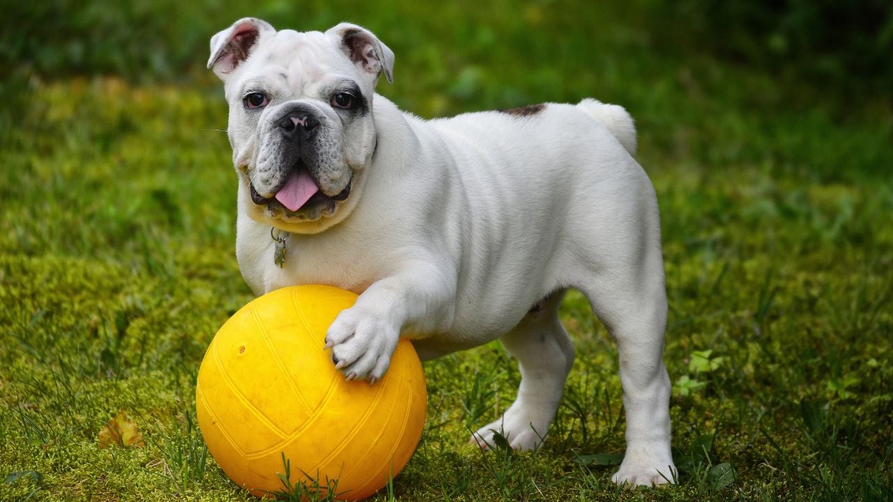 kaslı köpek cinslerinden bulldog