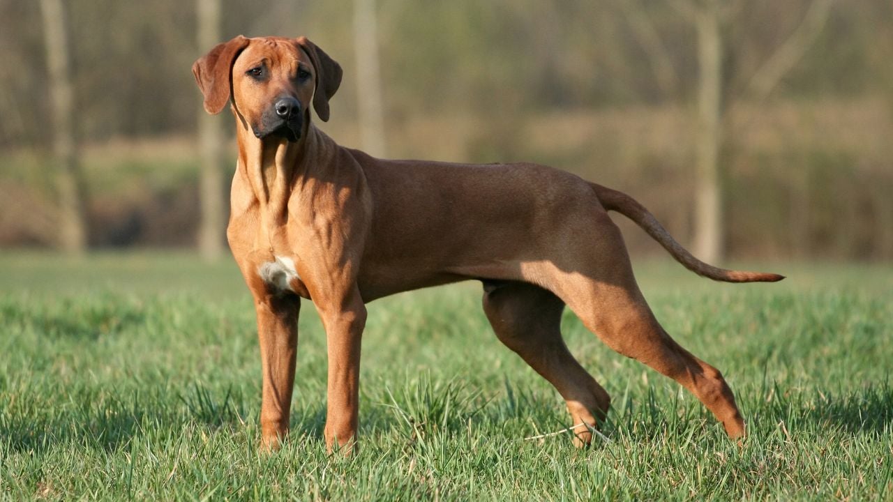 kaslı köpek cinslerinden ringeback