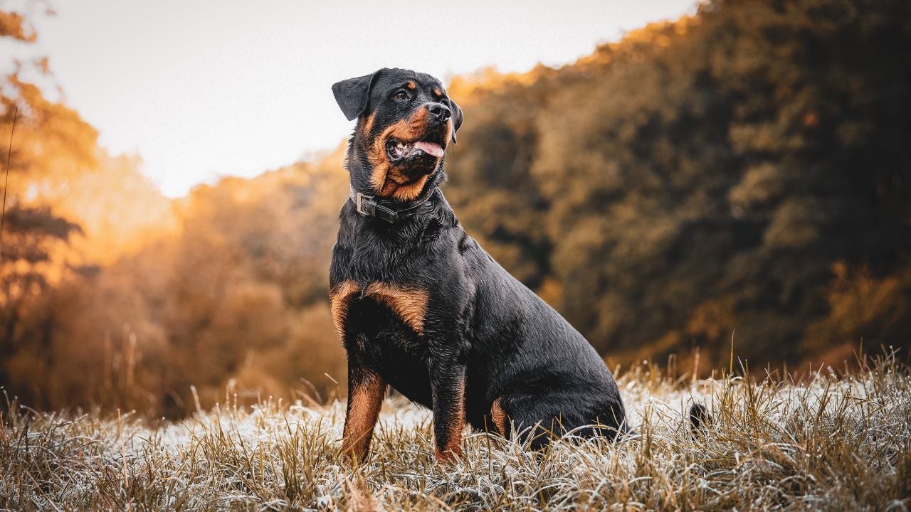 kaslı köpek cinslerinden rottweiler