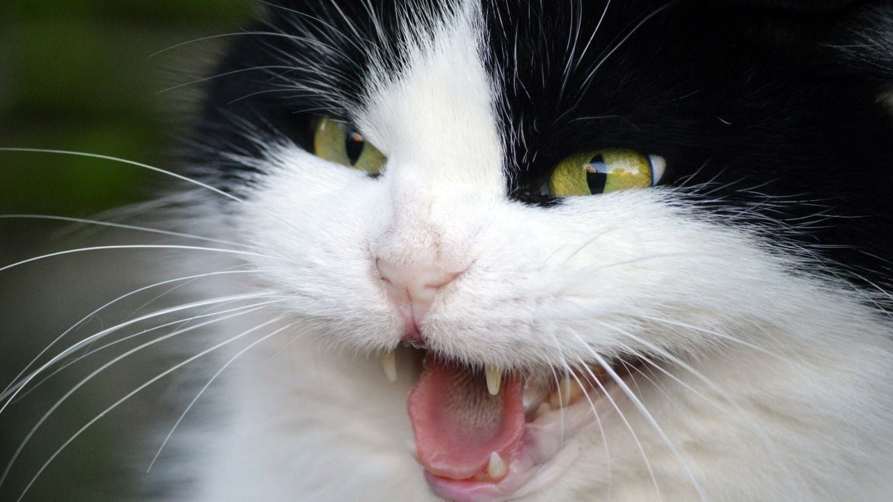 kedi ağzı açık