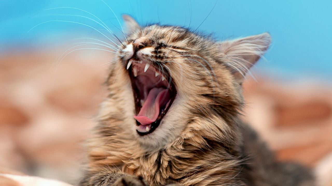 tekir kedi ağzı açık