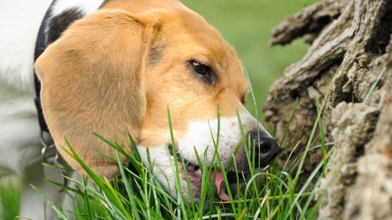 köpek çimler üzerindeki dışkıyı yiyor