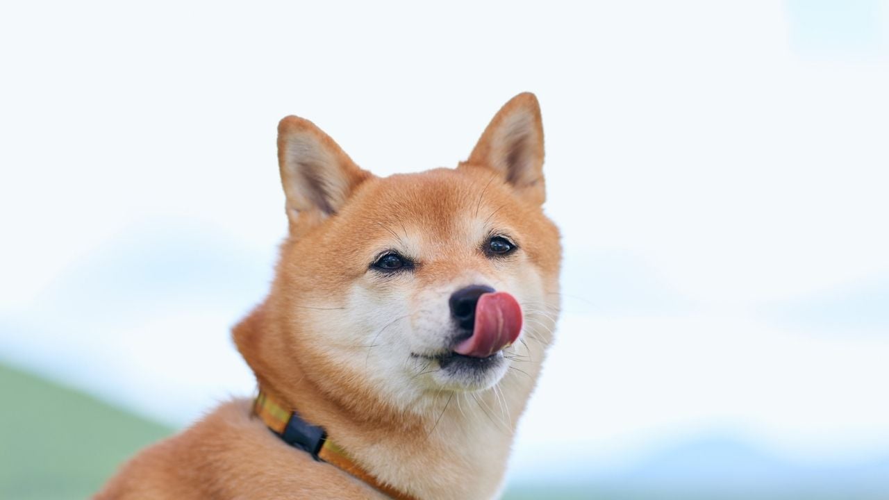 shiba köpek yalanıyor