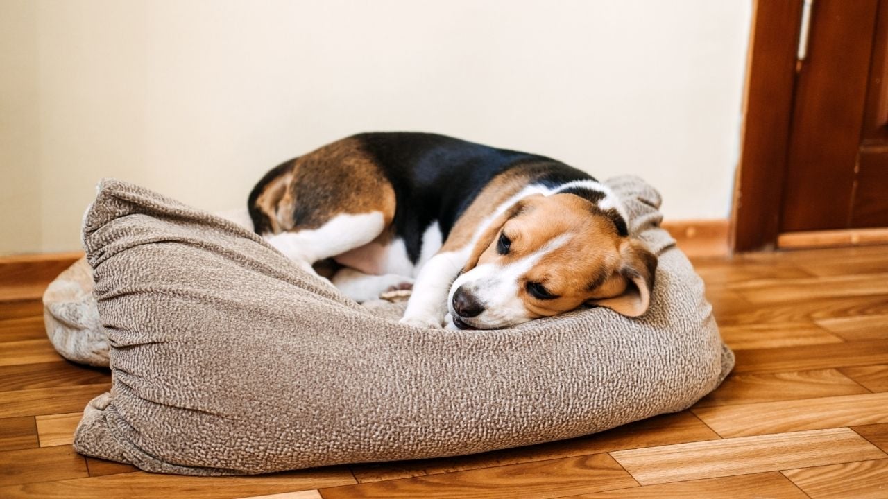 hasta köpek yatağında yatıyor
