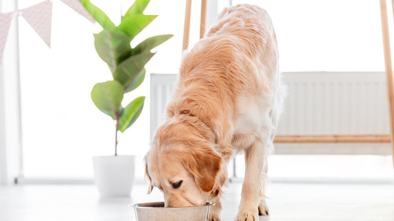 golden ırkı köpek mama yiyor
