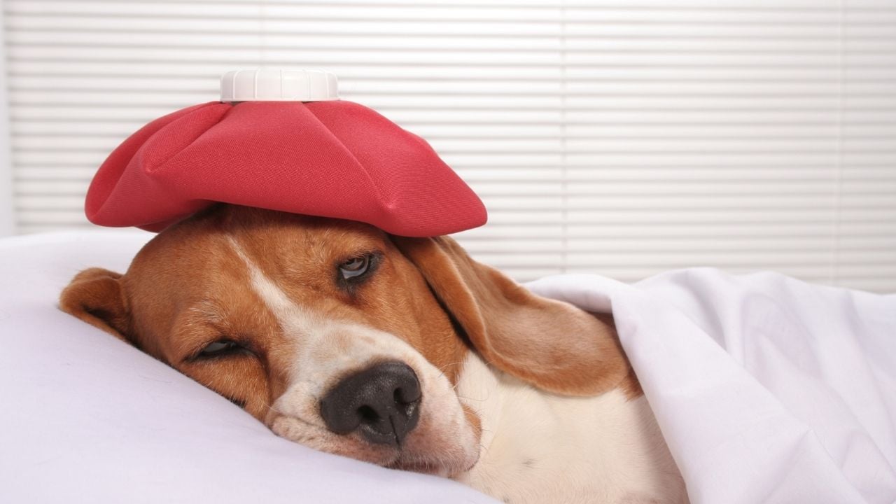hasta köpek uyuyor
