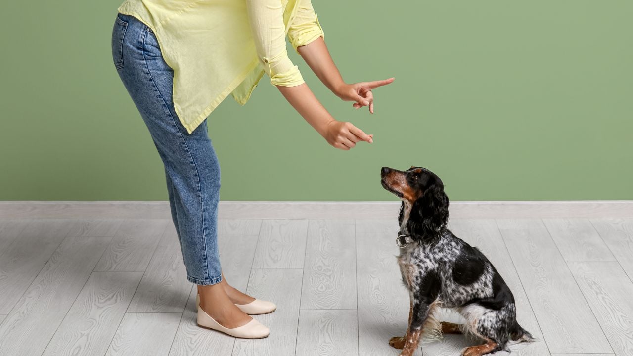 köpek eğitiminden bir kare
