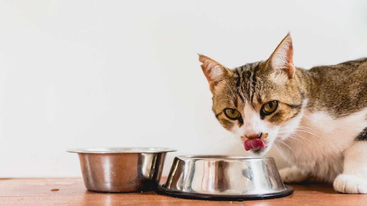 kedi bir şeyler yiyor