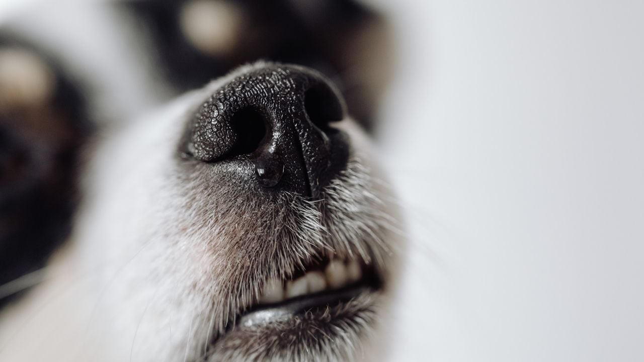 köpek siyah burunlu