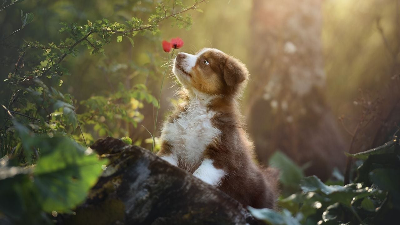 köpek çiçek kokluyor