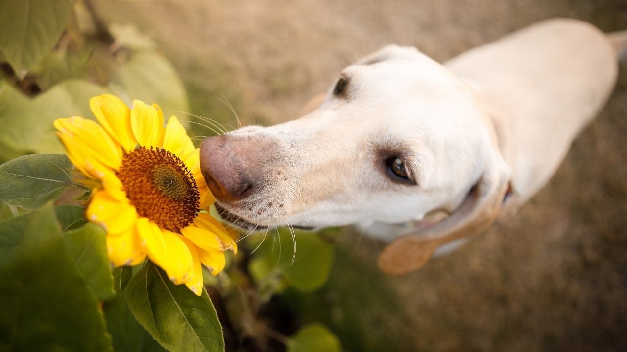 köpek ayçiçeğini kokluyor