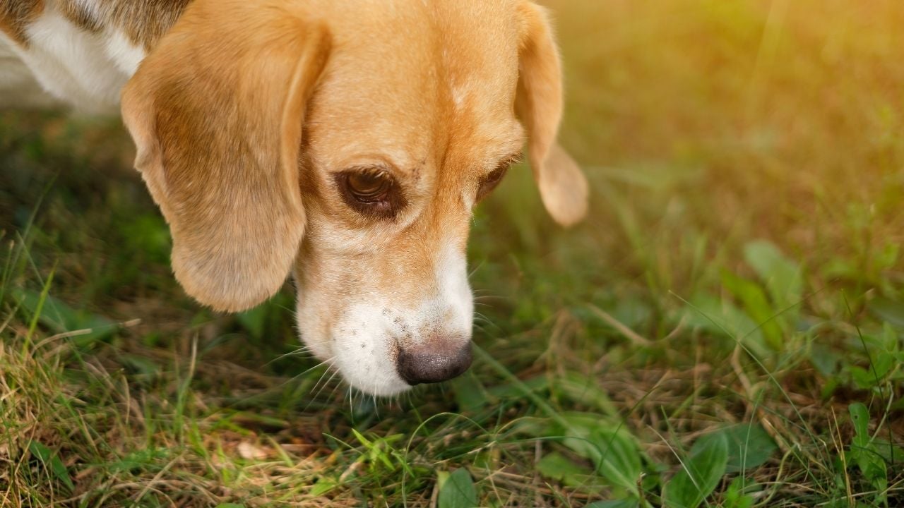 beagle köpek yeri kokluyor