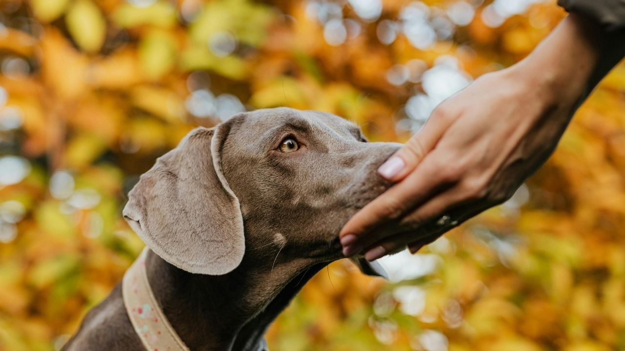 köpek kadının elini kokluyor
