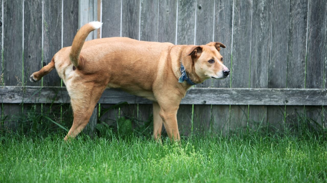 köpek çiş yapıyor