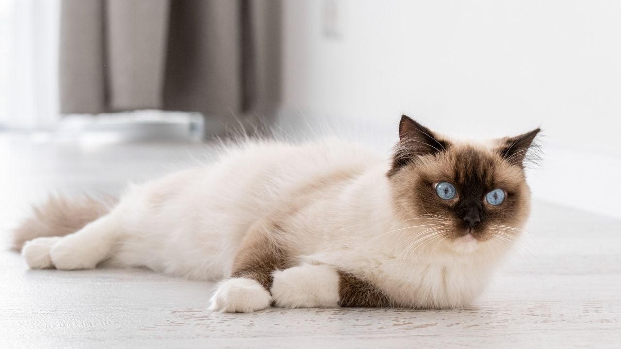 mavi gözlü kedi yerde yatıyor