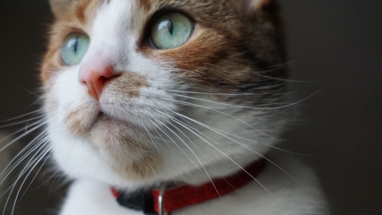yeşil gözlü ve tasmalı kedi