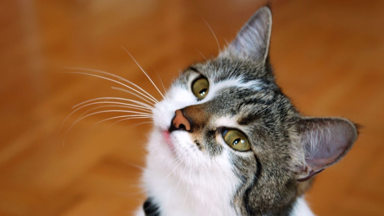 tekir bir kedi