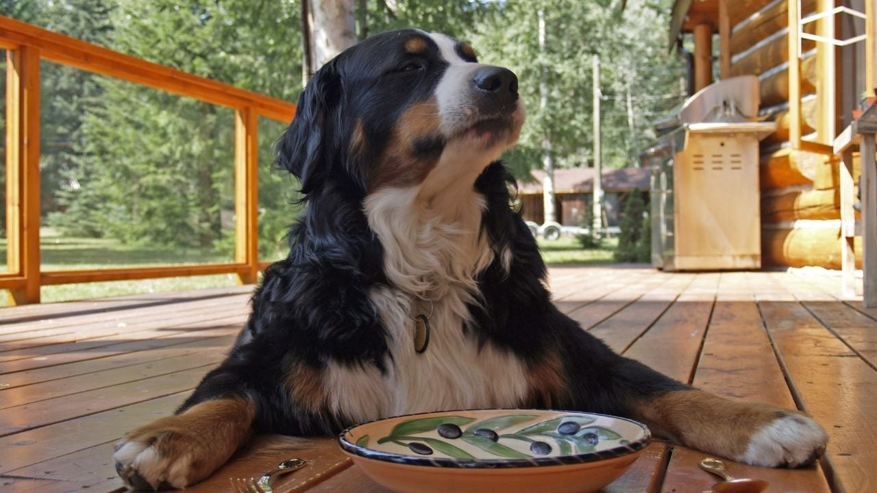 köpek ve yemek tabağı