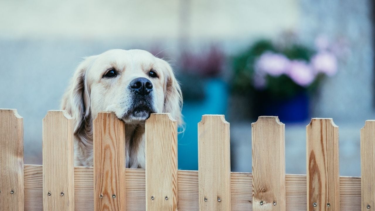köpek çitlerden bakıyor