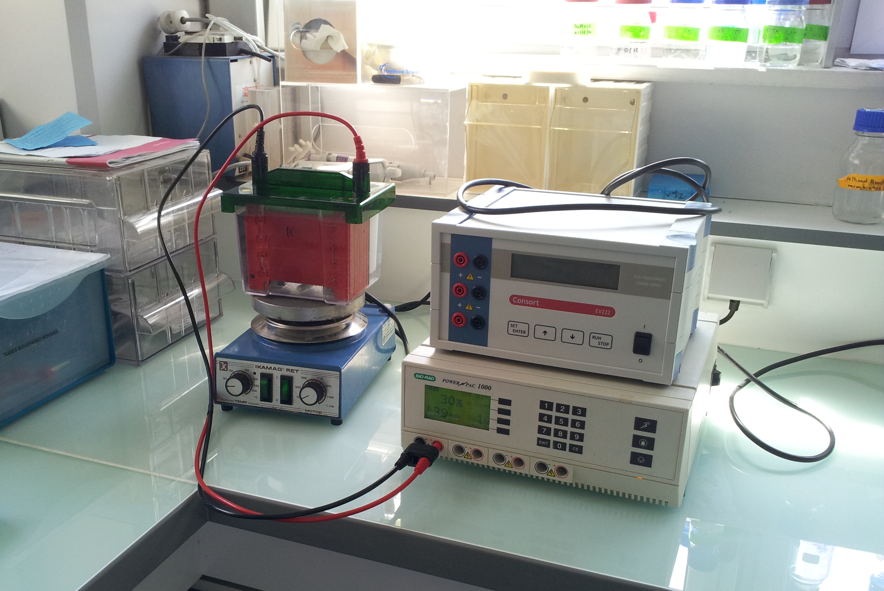Western Blotting Processors Market Expands as Automation Enhances Laboratory Workflow and Data Reproducibility