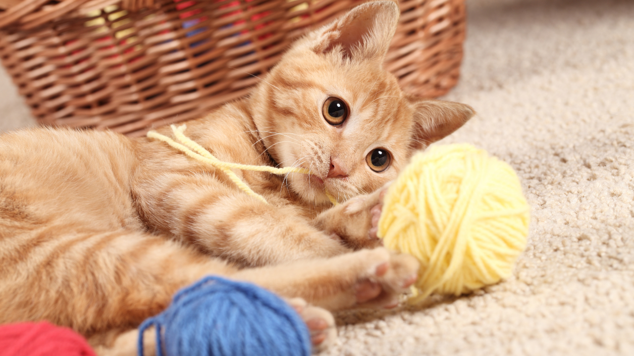 kedi yumakların arasında yatıyor