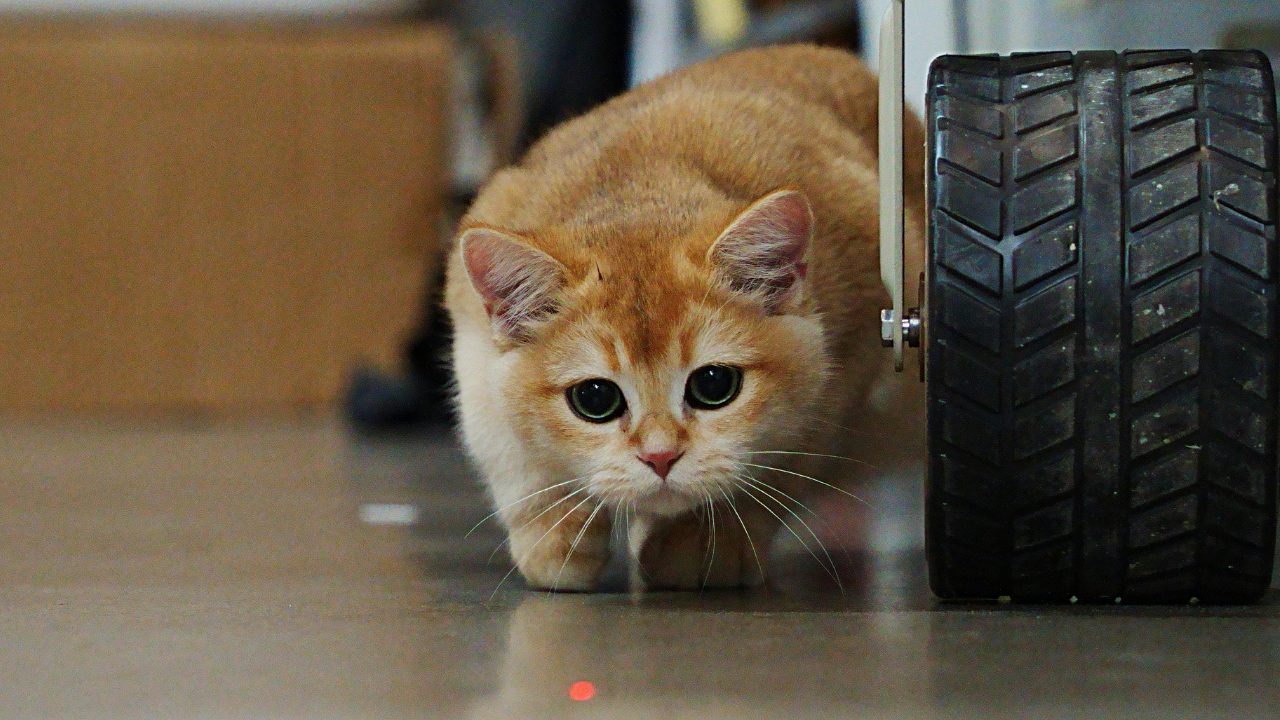 bacakları ağrıyan bir kedi