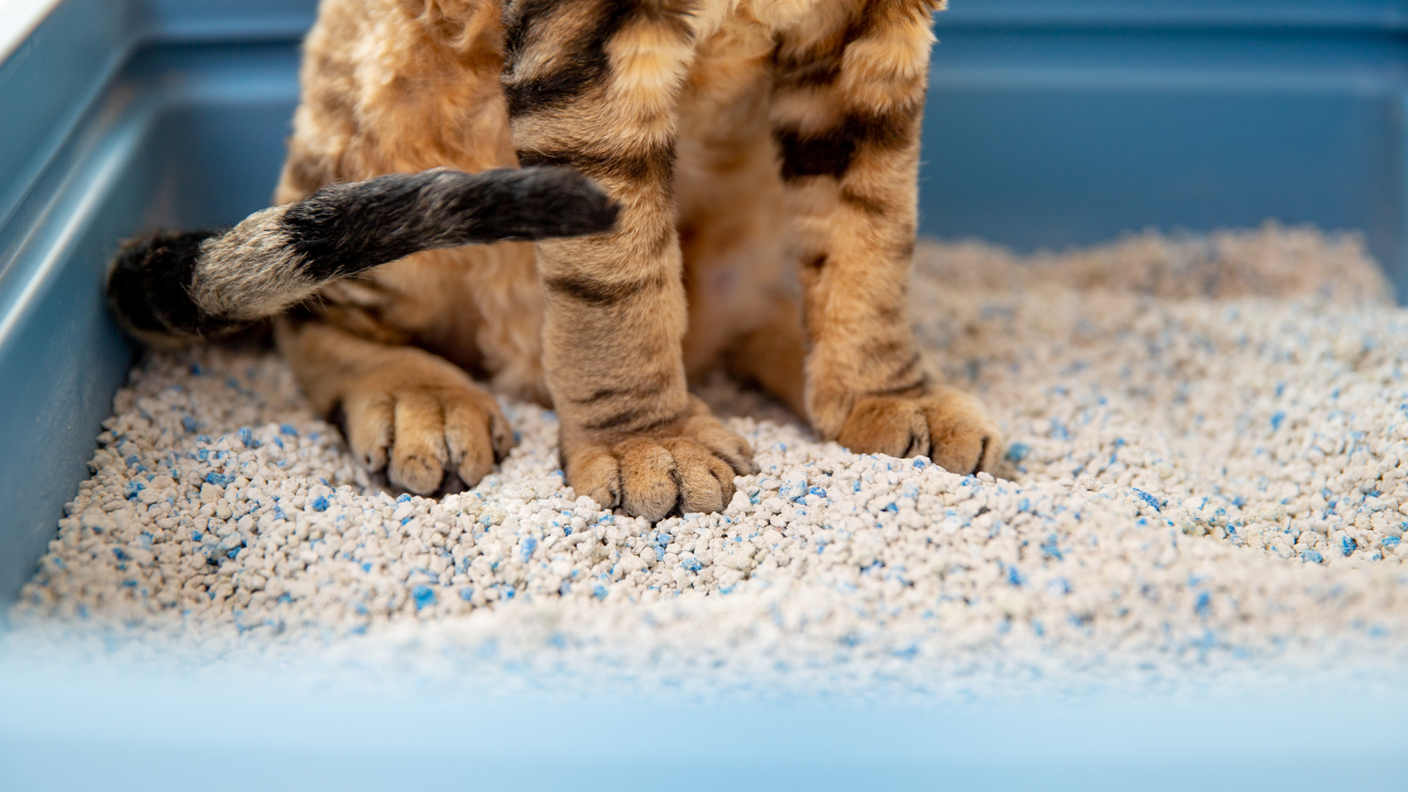 kedi, kum kabında