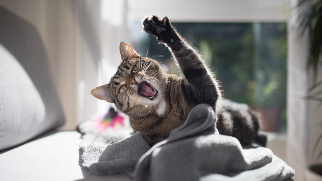 kedi oyun oynuyor
